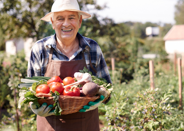 senior-man-working-field-with-chest-vegetables 1